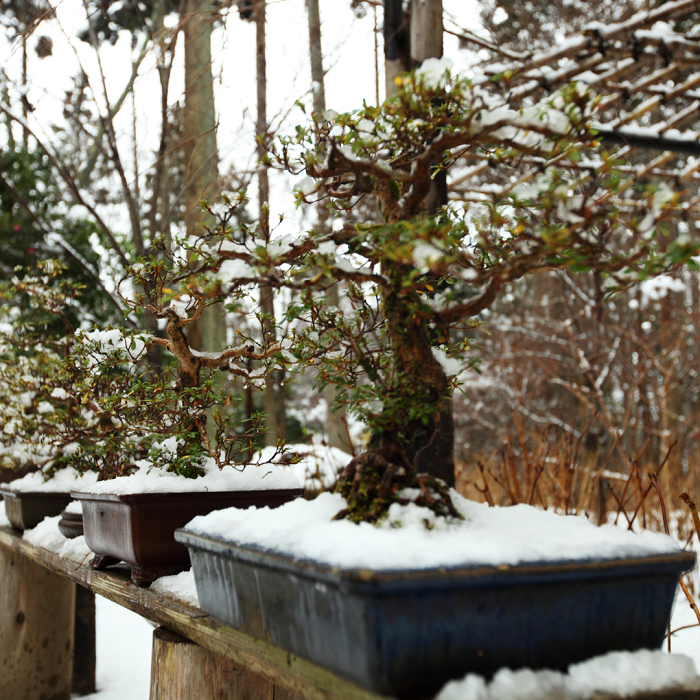 Um bom livro de bonsai ou vendedor de bonsai será capaz de dizer quais árvores são resistentes.