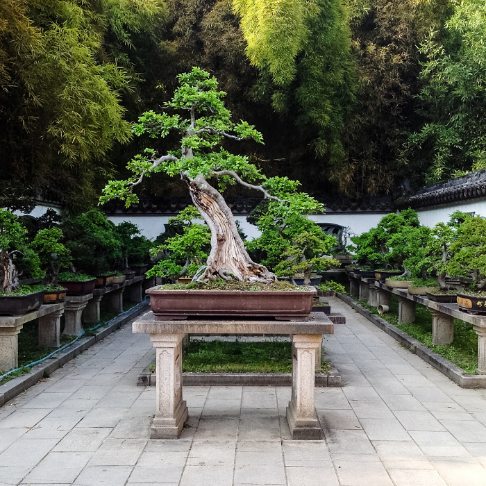 A maior exposição de árvores bonsai foi orgulhosamente apresentada na Convenção e Exposição Internacional de Bonsai que aconteceu em Avadhoota Data Peetham .