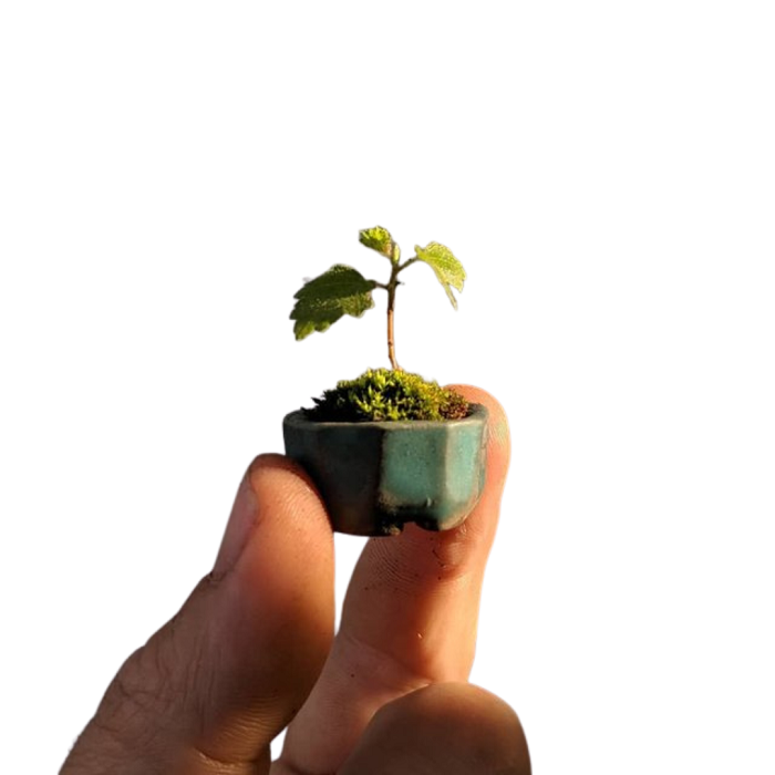 O menor bonsai é um Acer Momiji e ainda está pendente de um recorde do Guinness.