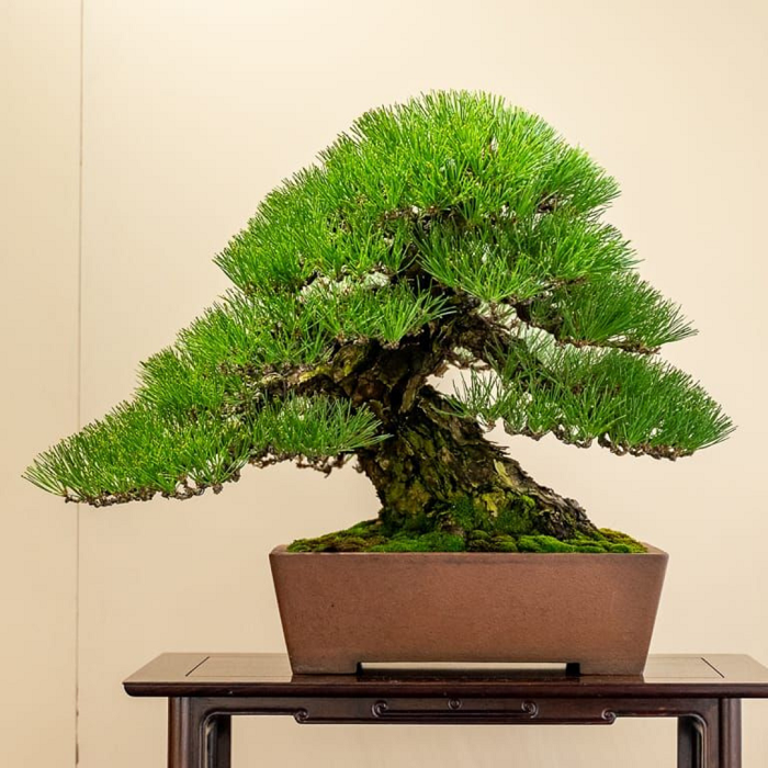 O pinheiro branco centenário ainda está esperando para ser substituído pelo detentor do título de “o bonsai mais caro”.