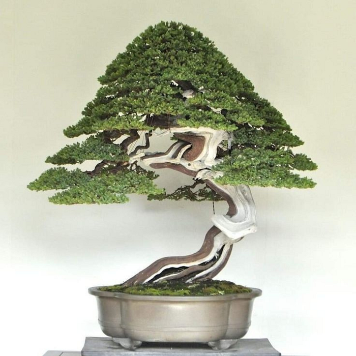 Bonsai Procumbens  é uma das árvores mais bonitas e únicas que existem. Além disso, é um produto que serve como um perfeito elemento decorativo e relaxante quando colocado em espaços interiores, seja em casa ou no escritório.