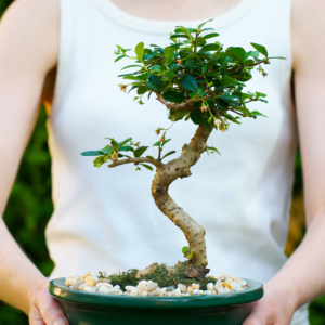 Como Cuidar de Bonsai: 20 Curiosidades Sobre Essa Técnica