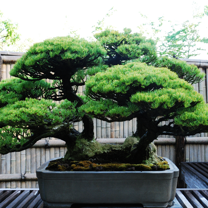 Se você quer começar a cultivar árvores de bonsai, a maior dica que posso lhe dar é cultivá-las ao ar livre. 