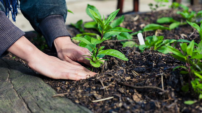 Jardinagem e Paisagismo: Conheça Os 10 Erros Mais Comuns