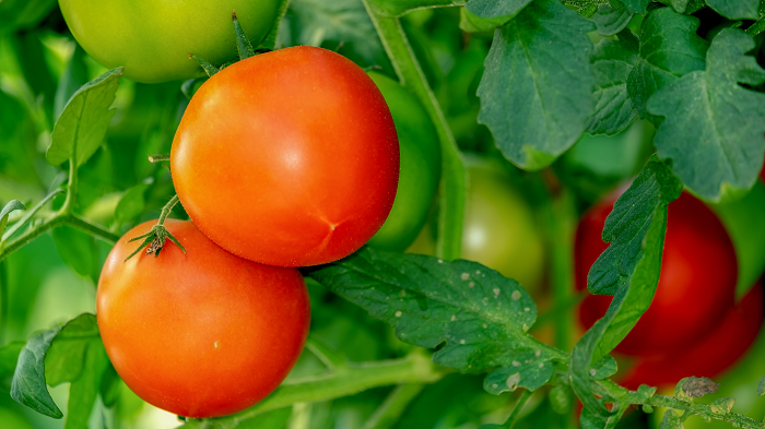 Fique por dentro da programação do jardim. Agora que você tem uma abundância de tomate cereja e pimentões, precisa comê-los. Não deixe os frutos que já estão prontos para colher por muito tempo nos pés. 