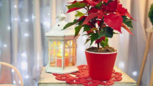 Flor de Natal – Conheça 18 Lindas Flores e Plantas