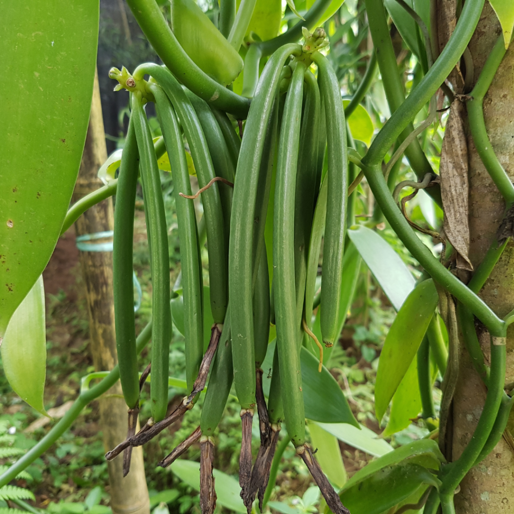 A Vanilla planifolia é também chamada de baunilheira, uma espécie de orquídea trepadeira