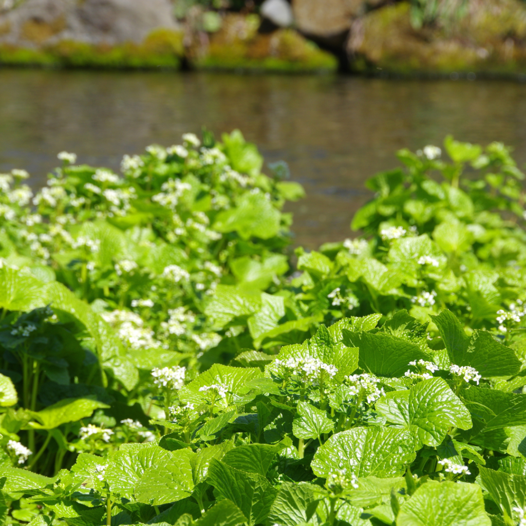 O wasabi deve ser plantado em solo fértil e de boa drenagem