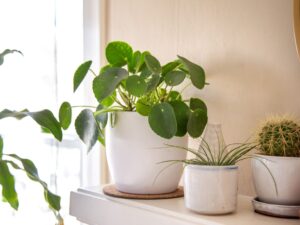 10 Plantas Pequenas: Cabem em Qualquer Lugar da Casa!