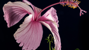 Hibisco Flor: Conheça 4 Espécies Ornamentais