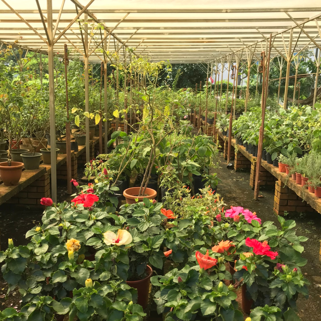 Você pode comprar hibiscos em diversas floriculturas, lojas especializadas em plantas, mercados municipais, feiras livres, entre outros locais que vendem plantas. 