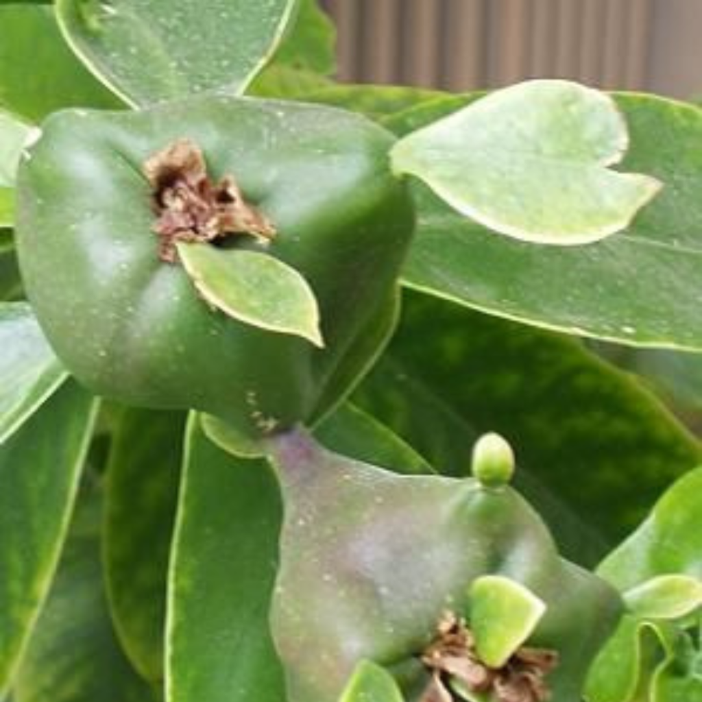 Fruto da Ora-pro-nobis grandifolia