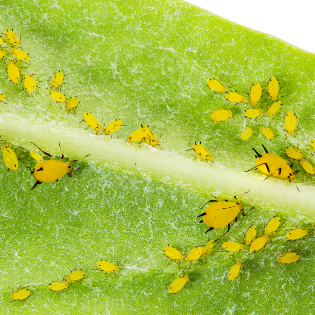 A ora-pro-nobis é uma planta que, geralmente, apresenta boa resistência a pragas e doenças. No entanto, algumas espécies de insetos podem atacá-la e prejudicar o seu desenvolvimento. 