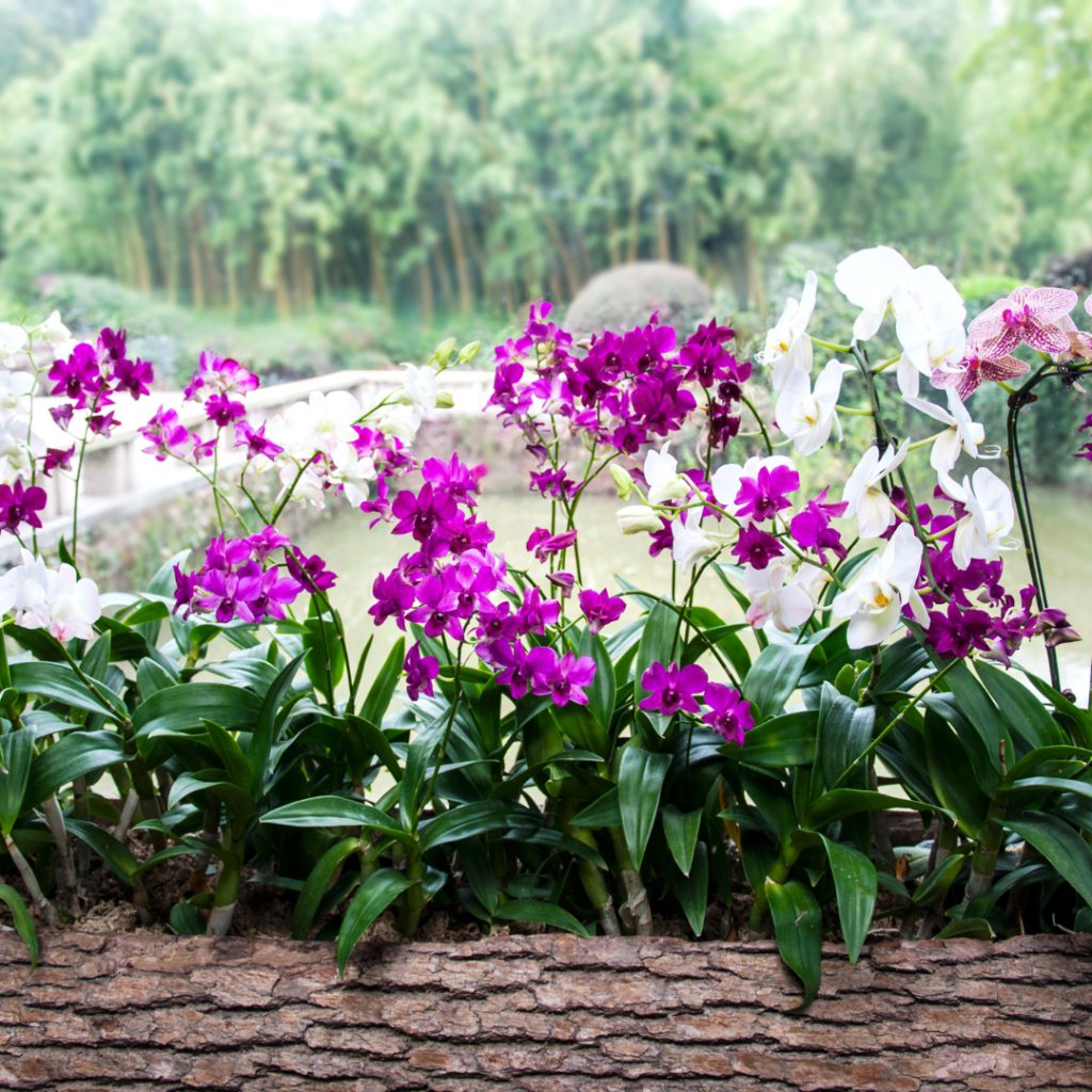 Com uma grande variedade de tipos de orquídeas, elas são conhecidas pela sua beleza exótica, variedade de cores e perfumes.