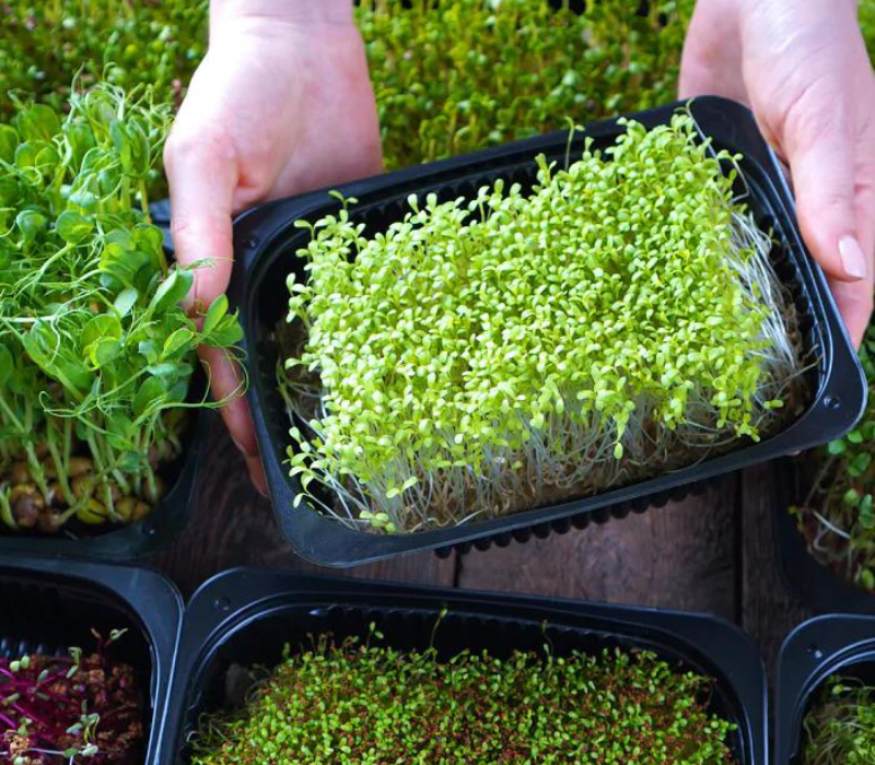 Microgreens são excelentes para sua horta caseira.