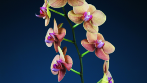 Conheça os 7 Tipos de Orquídeas Mais Populares