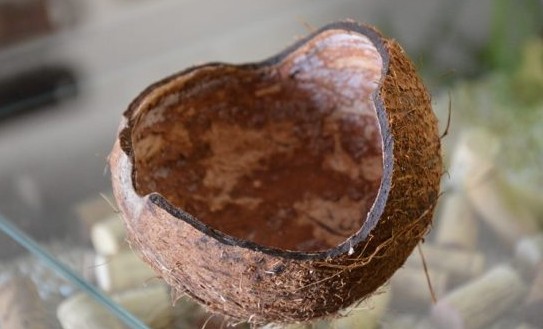 Casca do coco.