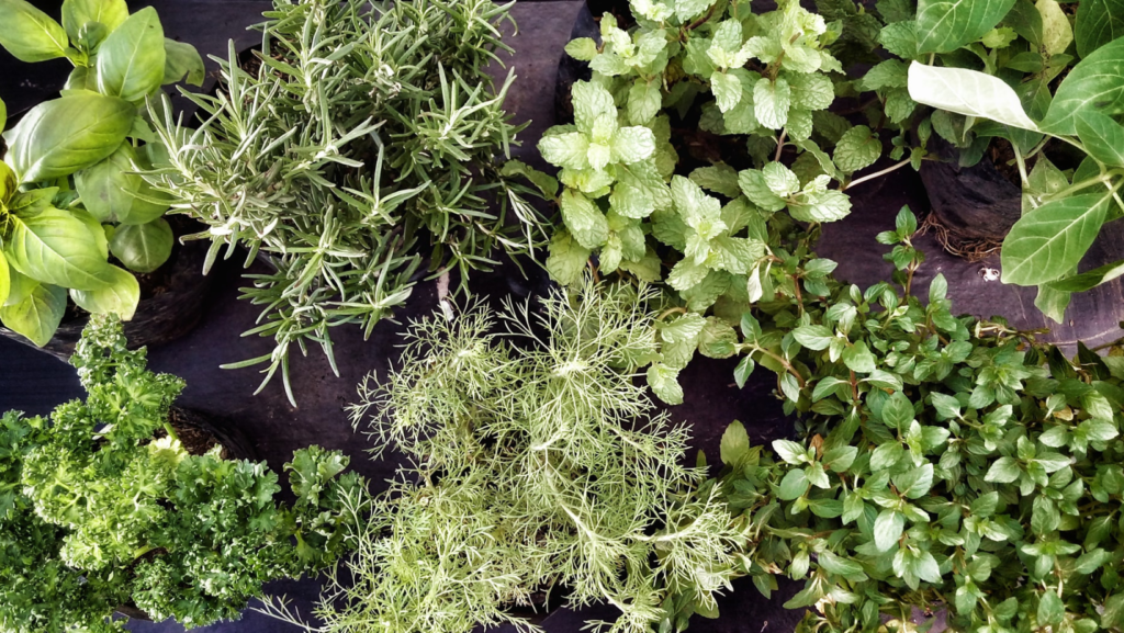 5 Plantas Repelentes Que Mantem Os Insetos Longe Da Sua Casa