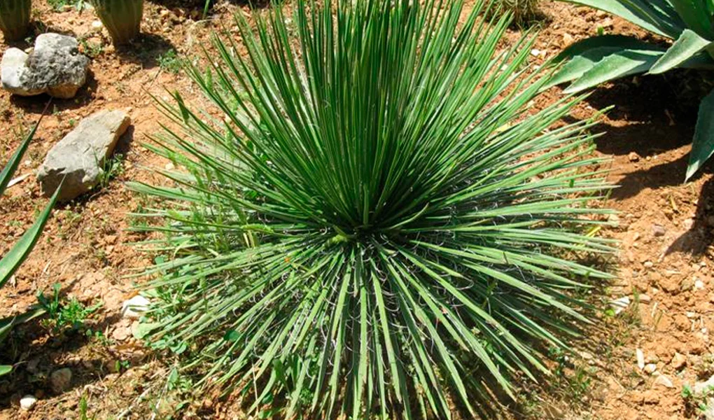 A Agave Geminiflora, também conhecida como Agave Palito, é uma planta fascinante.