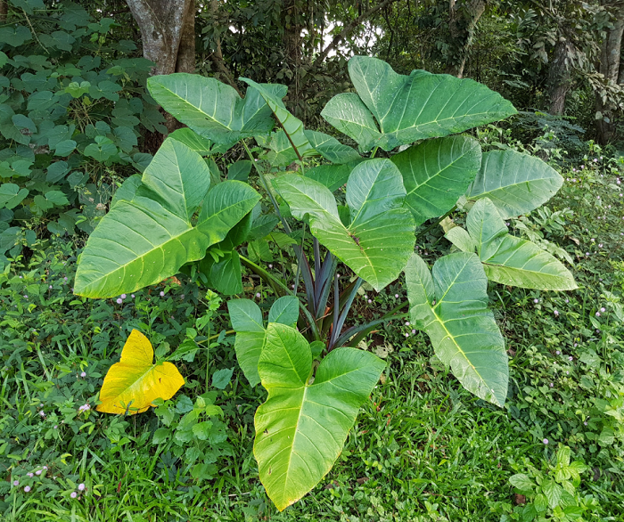 Taioba (Xanthosoma sagittifolium)