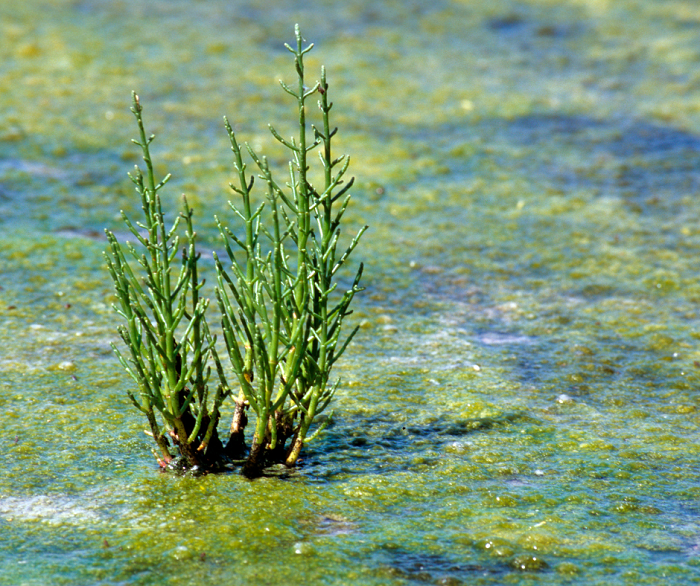 Geralmente crescem naturalmente em solos salinos, mas podem ser cultivadas em áreas costeiras