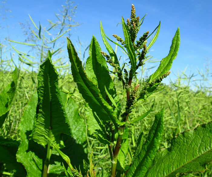 Pode ser propagada por sementes ou divisão da planta