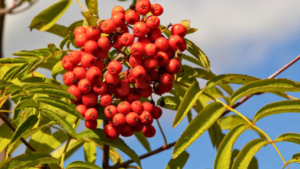 Conheça Tudo Sobre 15 Plantas PANC: Plantas Alimentícias Não Convencionais