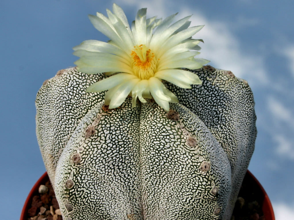 Linda Astrophytum Myriostigma.