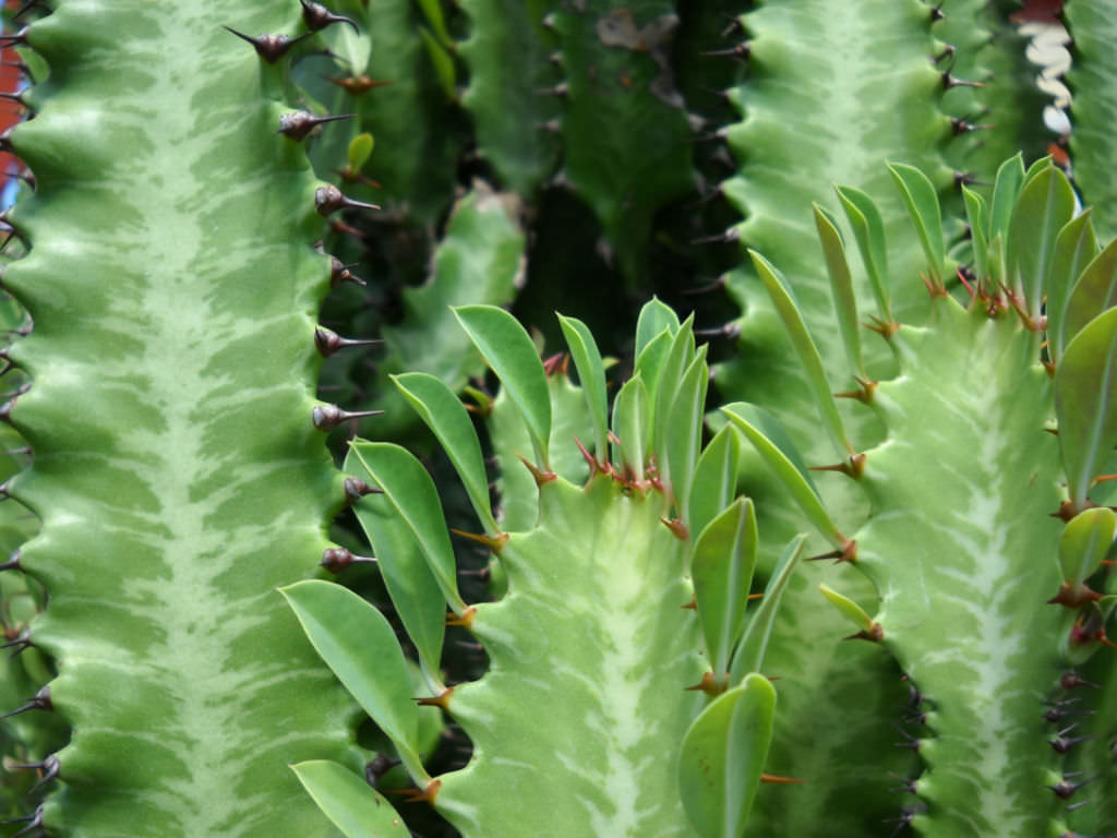 Linda euphorbia trigona.