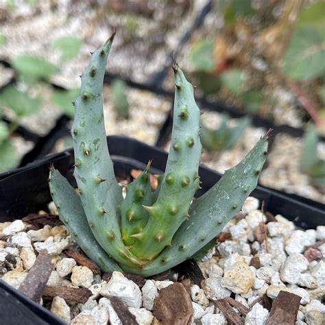 Aloe Marlothii | Olhando assim, até parece uma espécie de cacto, mas fica comigo até o final para saber tudo sobre a Aloe Marlothi, conhecida popularmente como Babosa da Montanha.
Conheça todos os Detalhes no Vídeo!