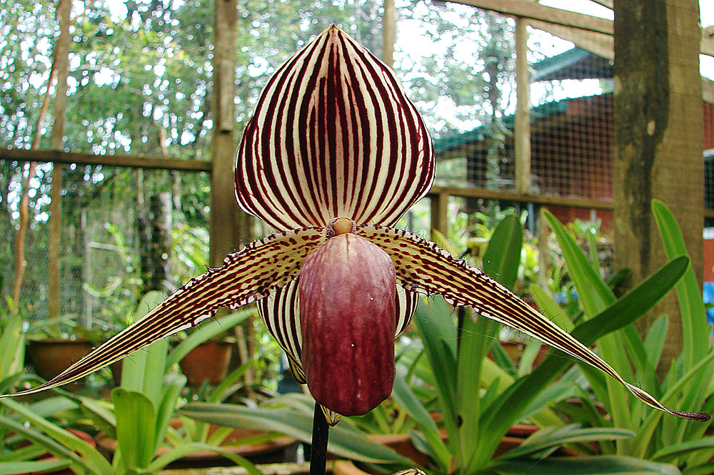 Orquídea Sapatinho de Rothschild
