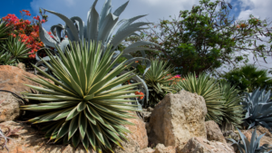 Como Criar um Jardim Xeropaisagístico em 7 Passos